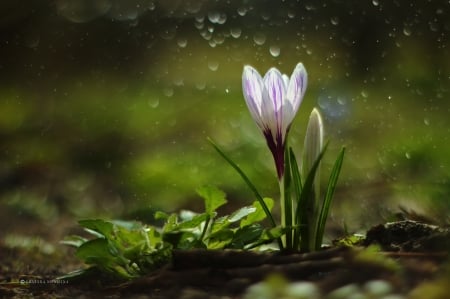 White crocus - flowers, white, photography, spring, grazyna, crocus, nowotna