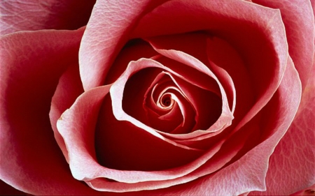 Red Rose - flowers, red, petals, rose