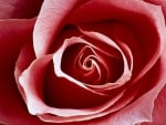 Red Rose