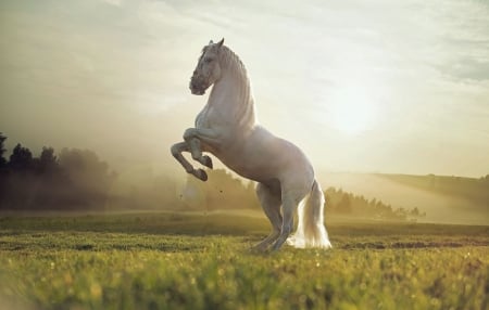 White Horse - field, white, horse, animal