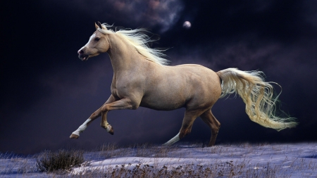 Horse - field, animal, horse, sky