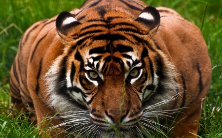 Tiger - wild, animal, look, tiger