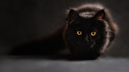 Cat Eyes - animal, dark, cat, look