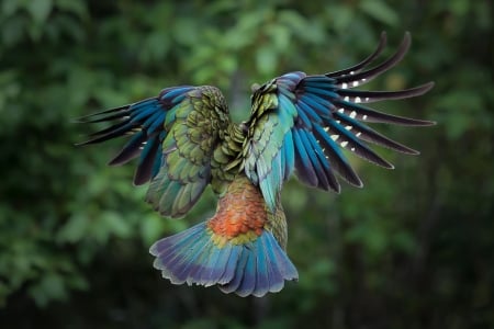 Blue Bird - wings, animals, back, bird