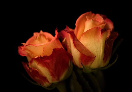 Beautiful Flowers - roses, flowers, petals, buds