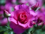 Beautiful Rose