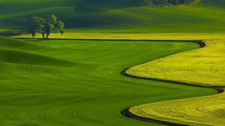 Green field - splendor, field, tree, green