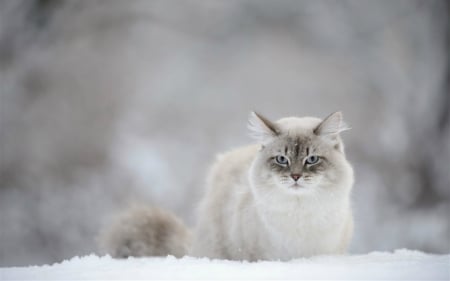 Cute Cat - snow, cute, white, cat