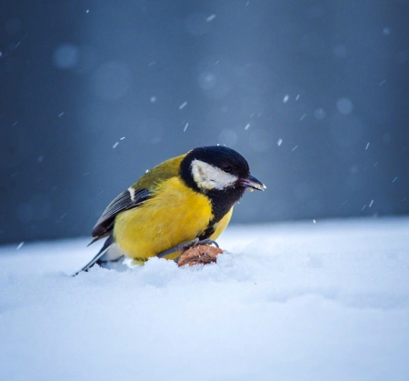 Lonely - yellow, winter, bird, snow