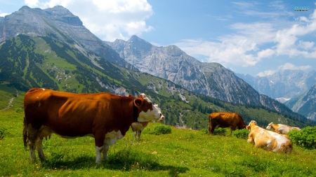 Mountain Cattle - sky, mountains, meadow, clouds, peaceful