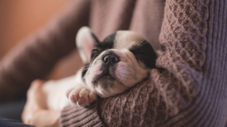 Puppy - animal, sleep, cute, dog, caine, puppy, arms, sweet