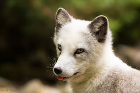 Polar fox - white, animal, polar fox, green, cute