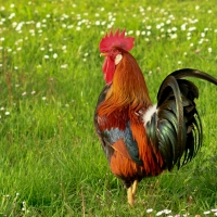 Rooster