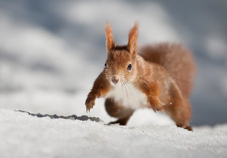 Squirrel - white, animal, squirrel, winter, cute, veverita, snow