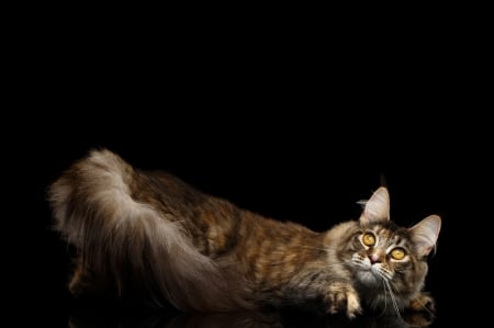 Cat - cat, maine coon, animal, pisica, black