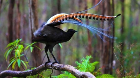 Lyrebird - bird, menura, lyrebird, pasare, lira, feather