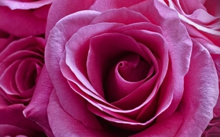 Rose - skin, trandafir, rose, flower, pink