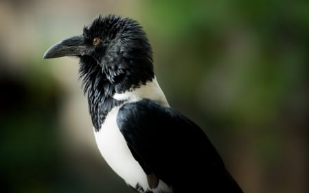 Crow - bird, black, white, crow, green, pasare