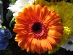 Orange Gerbera