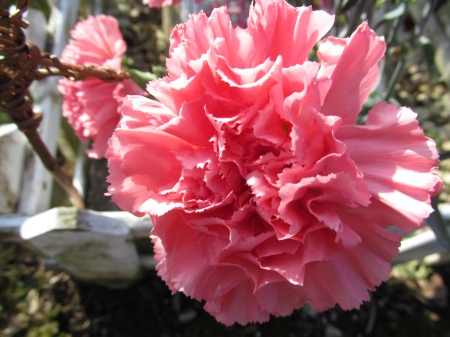 Pretty in Pink - flora, petals, flowers, gardens, plants, carnations