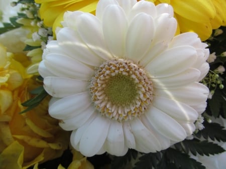 Pale Petals - flora, gerberas, petals, flowers, gardens, plants