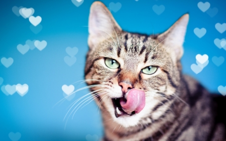 Cat - animal, pink, cat, blue, white, pisica, card, valentine, heart, bokeh, tongue