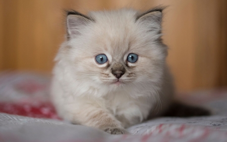 Kitten - pisica, animal, cute, kitten, cat, sweet, siamese