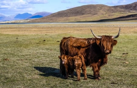 Highland Cattle - nature, hills, cow, calf, meadow