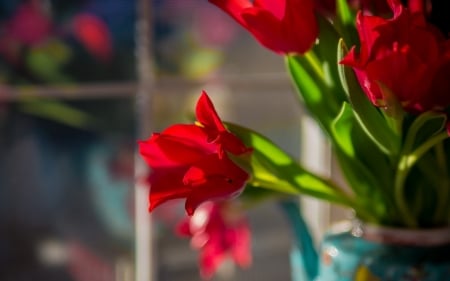 Red Tulips - flowers, vase, tulips, red