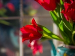 Red Tulips