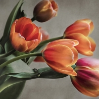 Bouquet of tulips