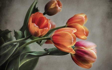 Bouquet of tulips