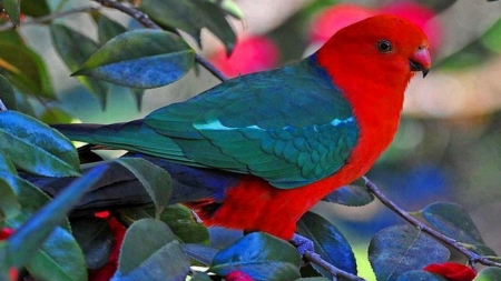 Pretty Bird on the Branch - trees, parrots, branch, birds, blue, leaves, nature, red, green, wings