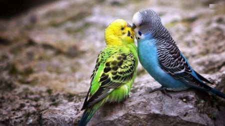 Lovely Birds - pretty, birds, animal, couple