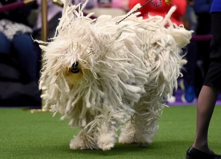 Komondor 