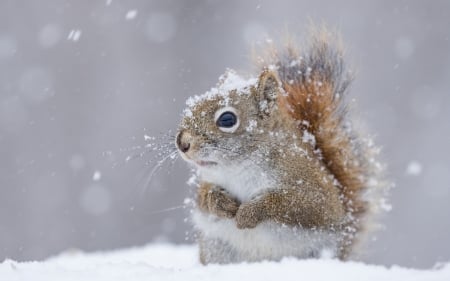 Squirrel - white, animal, winter, cute, snow, squirrel, veverita