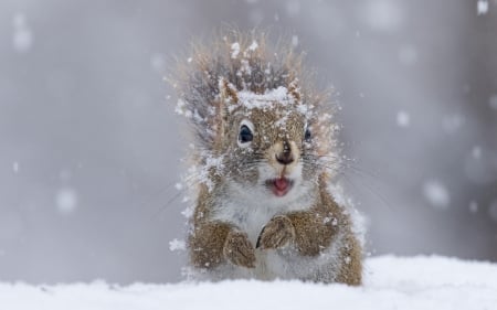 Squirrel - white, animal, squirrel, winter, cute, veverita, snow