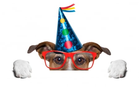 Happy Birthday! - hat, blue, eyes, dog, birthday, party, white, animal, glasses, funny, red, cute, caine, jack russell terrier