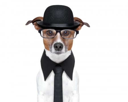 Funny dog - hat, tie, dog, black, white, animal, glasses, funny, caine, jack russell terrier