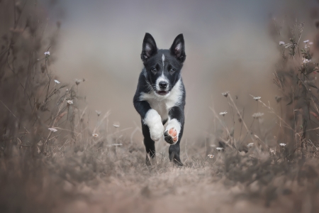 Running puppy - animal, caine, cute, black, puppy, running, dog