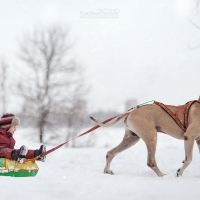 Sled dog