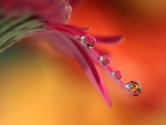 Water drops