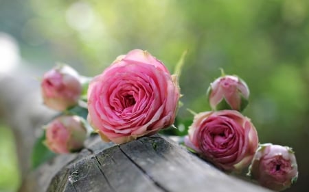 Roses - flower, rose, pink, wood, green