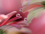 Water drops