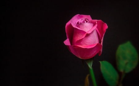 Pink rose bud - black, green, trandafir, bud, flower, pink, roz