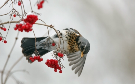 Bird - white, berry, red, feather, winter, wings, pasare, bird