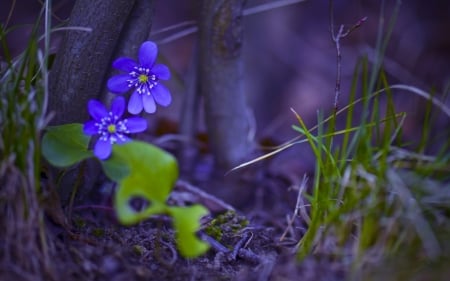 Little flowers - anemone, flower, purple, little, spring, green