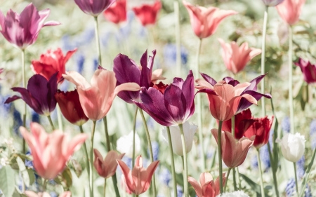 Tulips - red, green, orange, field, tulip, spring, flower