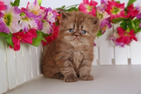 Flowers lover - love, sweet, cat, flowers, fluffy, kitten, garden, cute, adorable, kitty