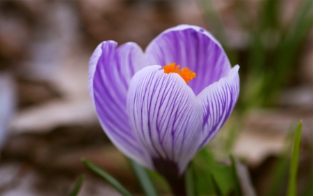 Spring is Coming - blossom, purple, crocus, petals